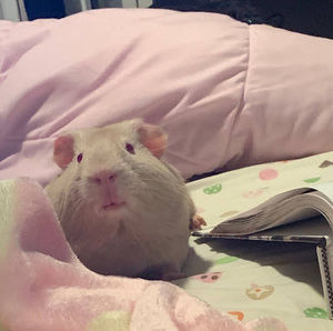 Meet your Posher, Lizette